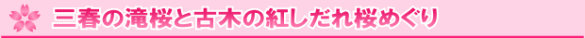 三春の滝桜と古木の紅しだれ桜めぐり